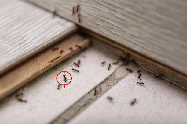 Best Pest Prevention Services  in Coopersburg, PA