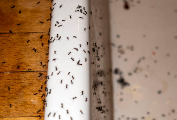 Professional Pest Control in Coopersburg, PA
