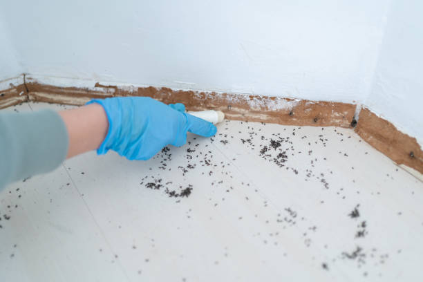 Best Mosquito Control Services  in Coopersburg, PA